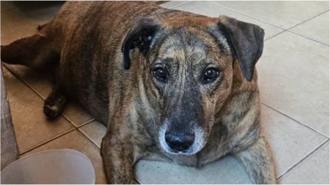 Preocupación en Perico: operaron a "Cebrita", la perrita que todos quieren