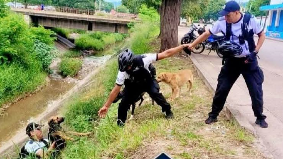 Héroes sin capa: policías salvaron a tres perritos en un canal
