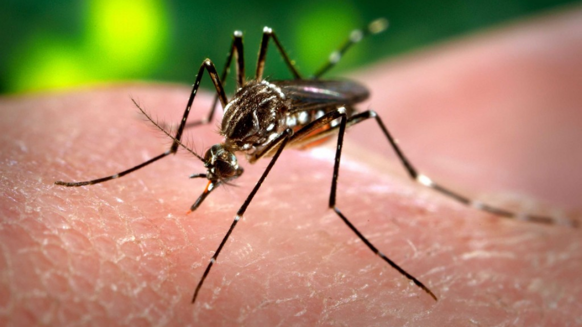 Ya son 6 los casos de Chikungunya en Jujuy, cu�les son los s�ntomas