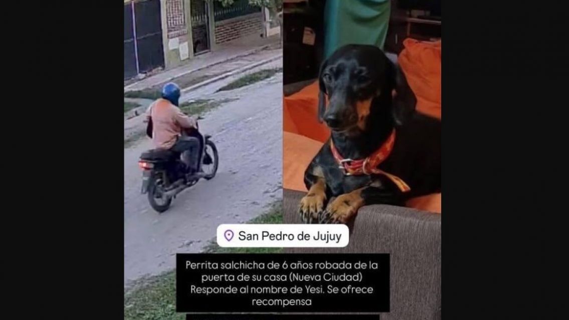 San Pedro: motoquero se robó una perrita salchicha en plena calle