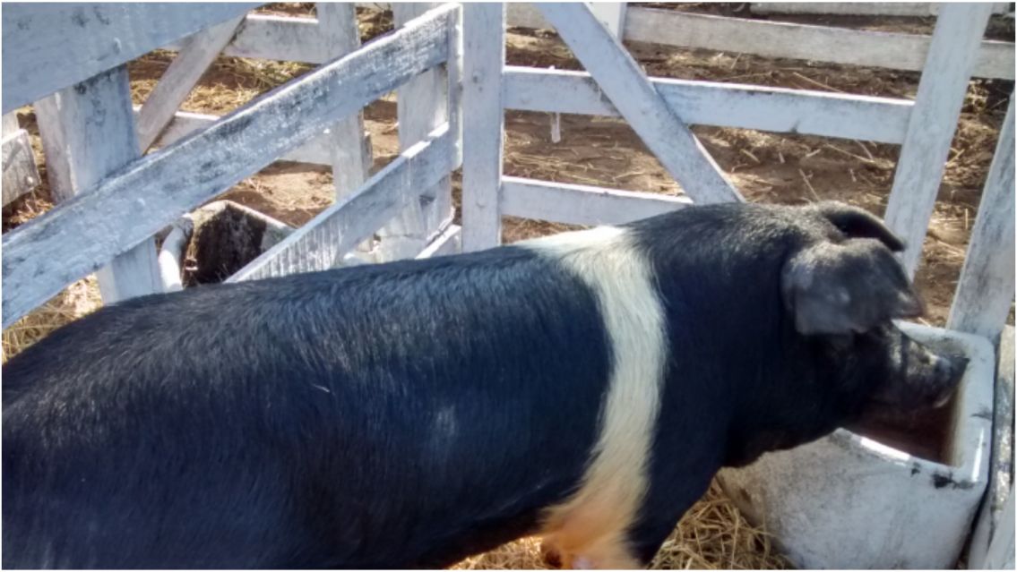 Asesinaron a un joven de la peor manera tras discutir por un chancho