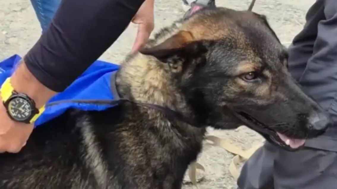 El perro Yamal hall� una pista clave de la nena que estaba desaparecida: �Se la hab�an llevado?