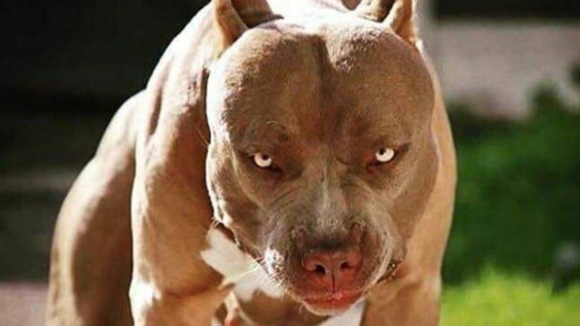 Un pitbull atacó a una mujer cuando intentó separar a los perros