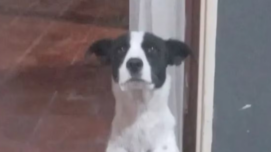 Desgarrador: jubilada dio en adopci�n a su perrita porque no le alcanza para mantenerla 