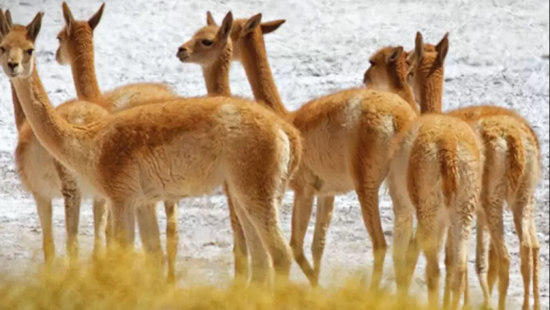 ¿Contradictorio? EXAR lanzó una guía ambiental en plena actividad en Cauchari-Olaroz