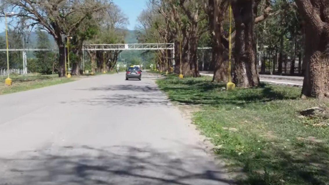 Una plaga de termitas arrasa �rboles hist�ricos en Libertador y crece el abandono