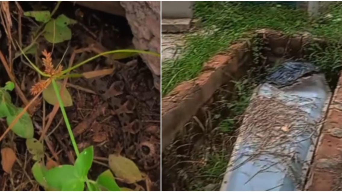 Cajones abiertos y v�boras por todos lados: el cementerio m�s peligroso de Jujuy