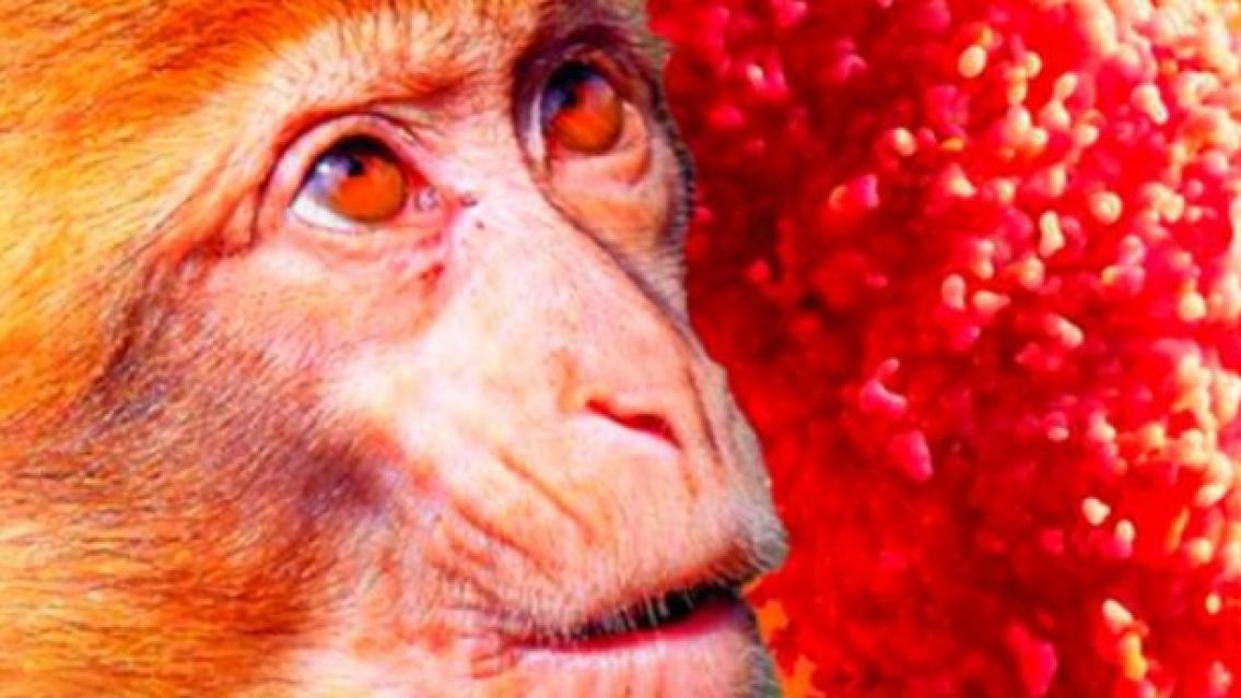 Viruela del mono: suben los casos en Bolivia y hay alerta en Argentina