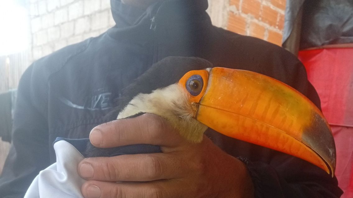 Jujuy: encontr� un tuc�n en la calle y pidi� ayuda en redes sociales