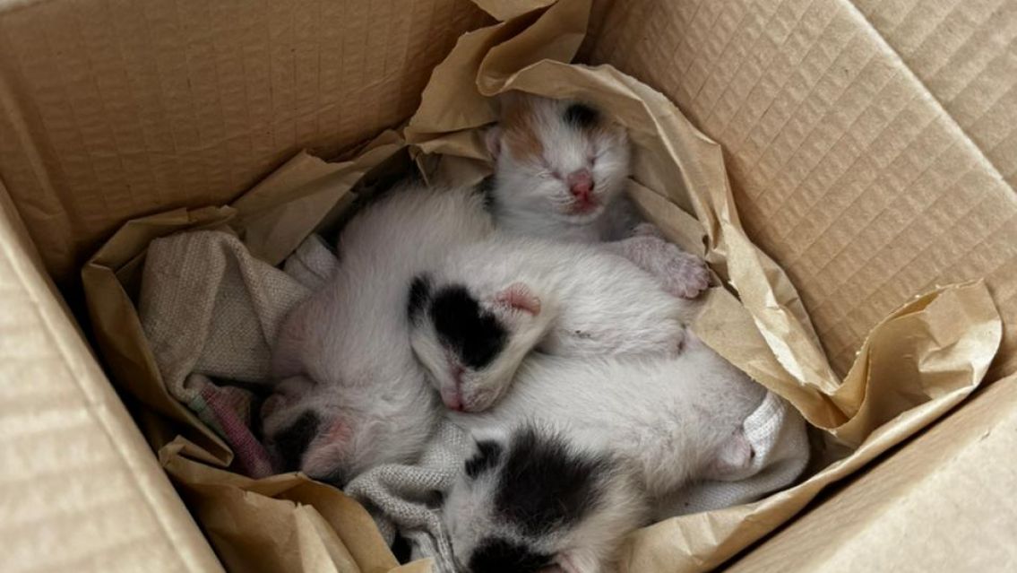 Abandonaron cinco gatitos recién nacidos y piden ayuda urgente en Jujuy