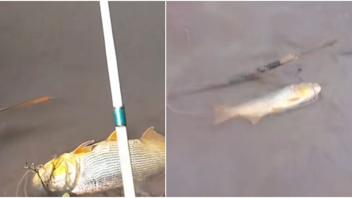 Aparecieron dorados en el río Lavallén y estalló la polémica en redes