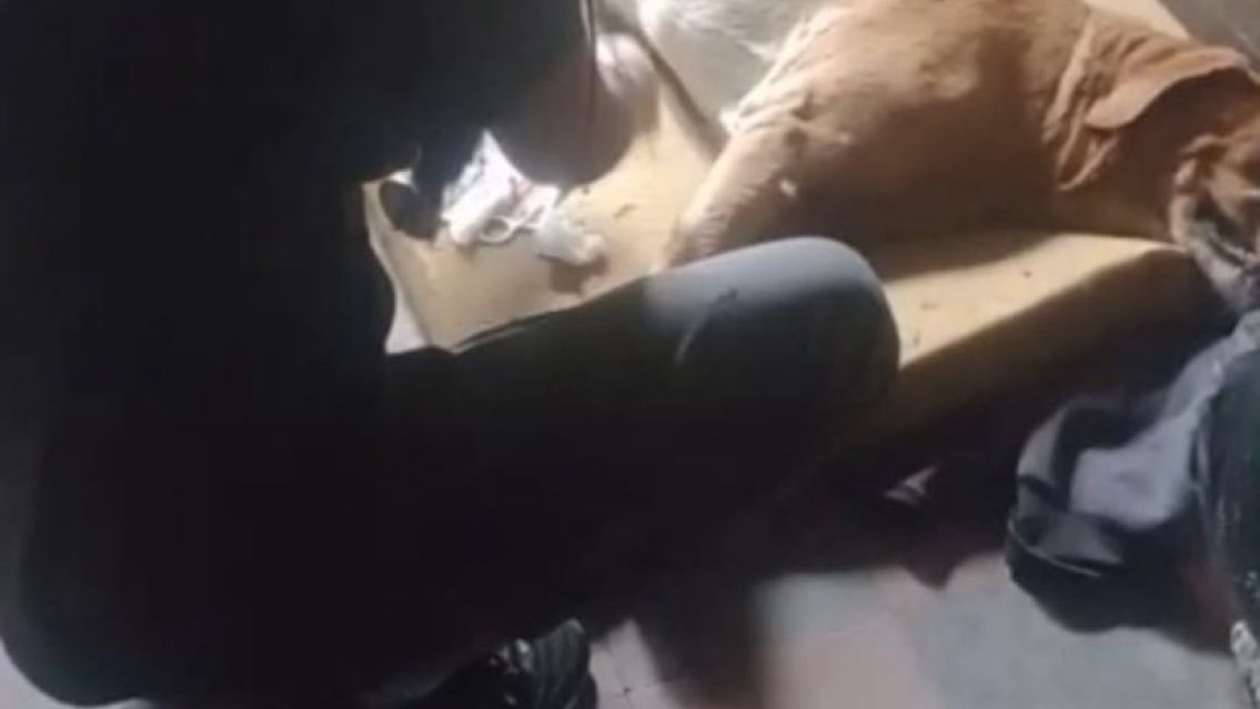 Veterinaria dando atencion medica a un perrito