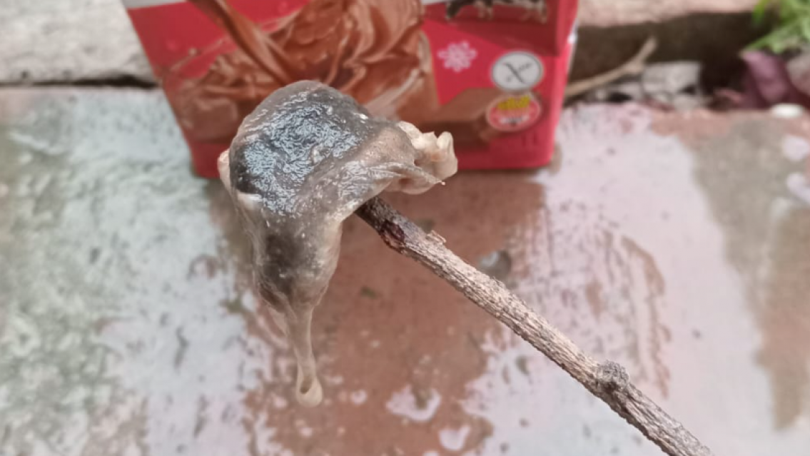 Jujeña denuncia que encontró una rata en la leche, fue a Defensa del Consumidor y la trataron mal