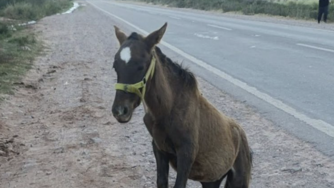 "Ayuda por favor": el ruego por un caballo aparentemente herido en Tilcara