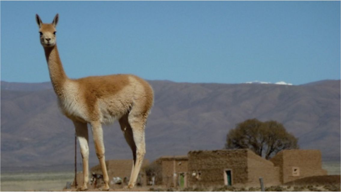 Cazaban vicuñas en Jujuy y ahora deberán pagar caro: la condena que recibieron