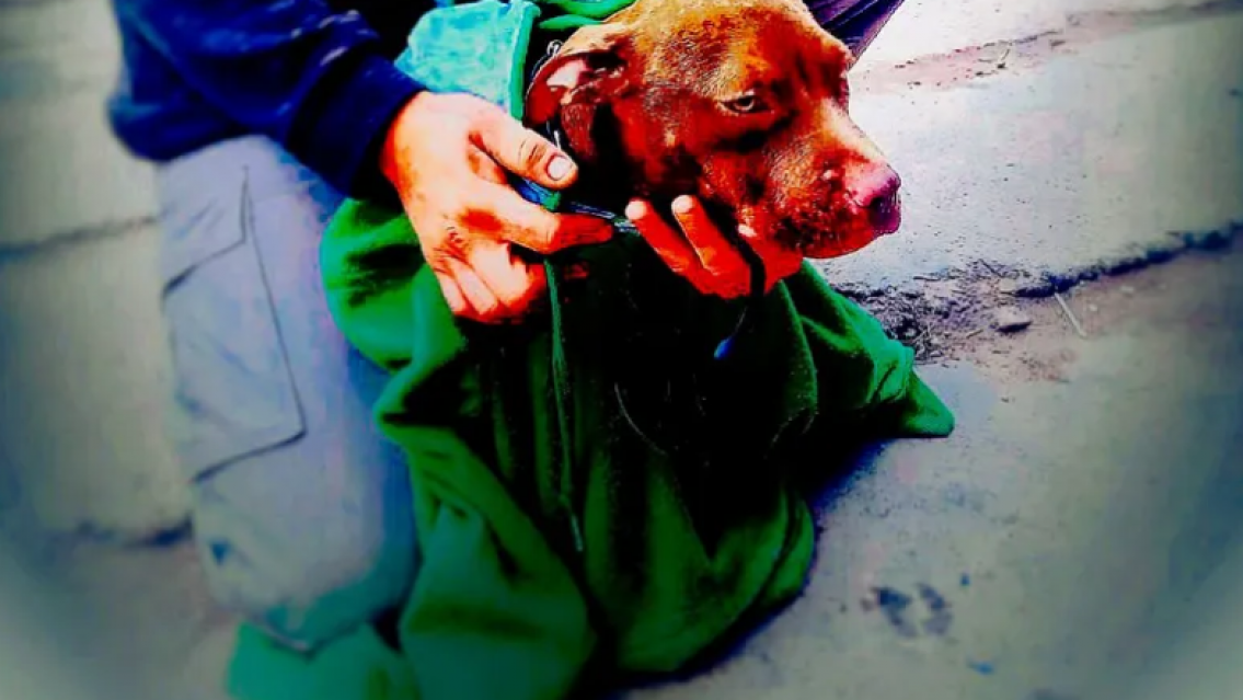 Desesperaci�n total: un perrito qued� atrapado en un canal