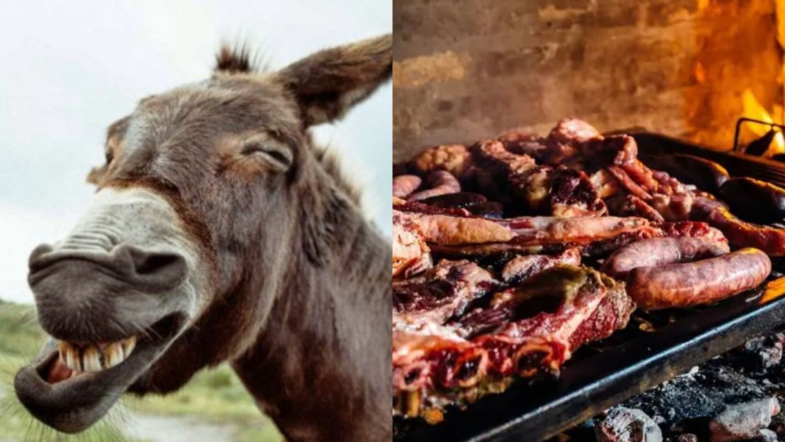 Evita el garr�n: c�mo darse cuenta si la carne que compraste es de burro