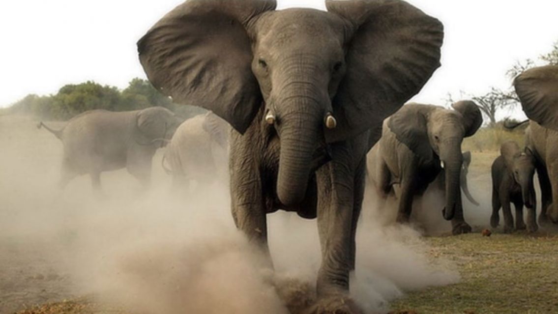 Millonario cazador muri� aplastado por una estampida de elefantes