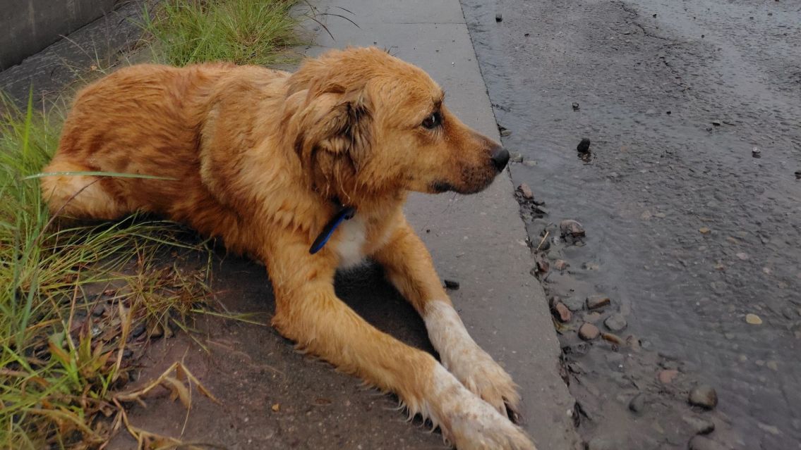 Buscan ayuda urgente para un perrito perdido bajo la lluvia en Jujuy