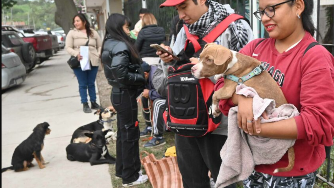 Hoy martes: vacunaci�n y castraci�n gratuita de mascotas en varios barrios de Jujuy