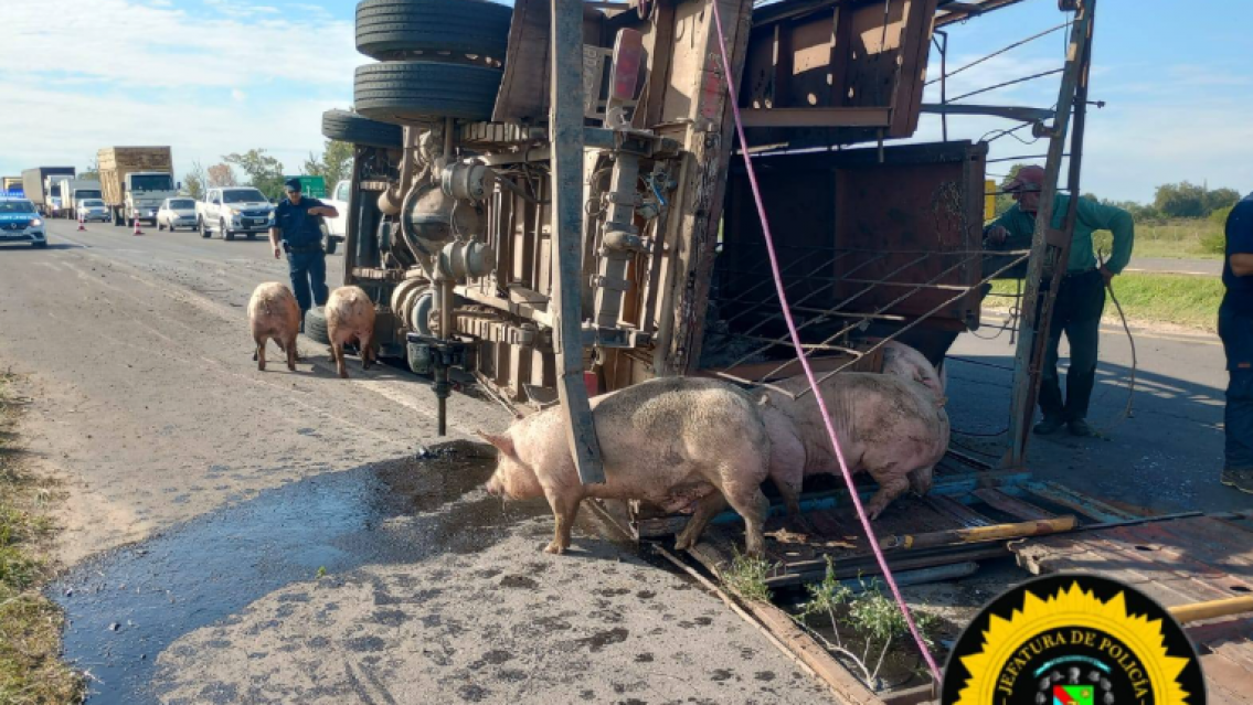 Volc� en la ruta un cami�n que transportaba chanchos