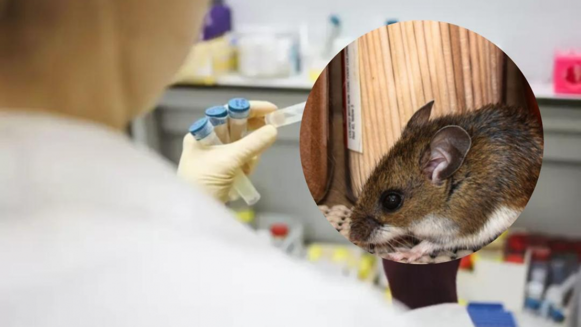 ALERTA: Jujuy en vigilancia epidemiológica por Hantavirus aunque no hay "brote"