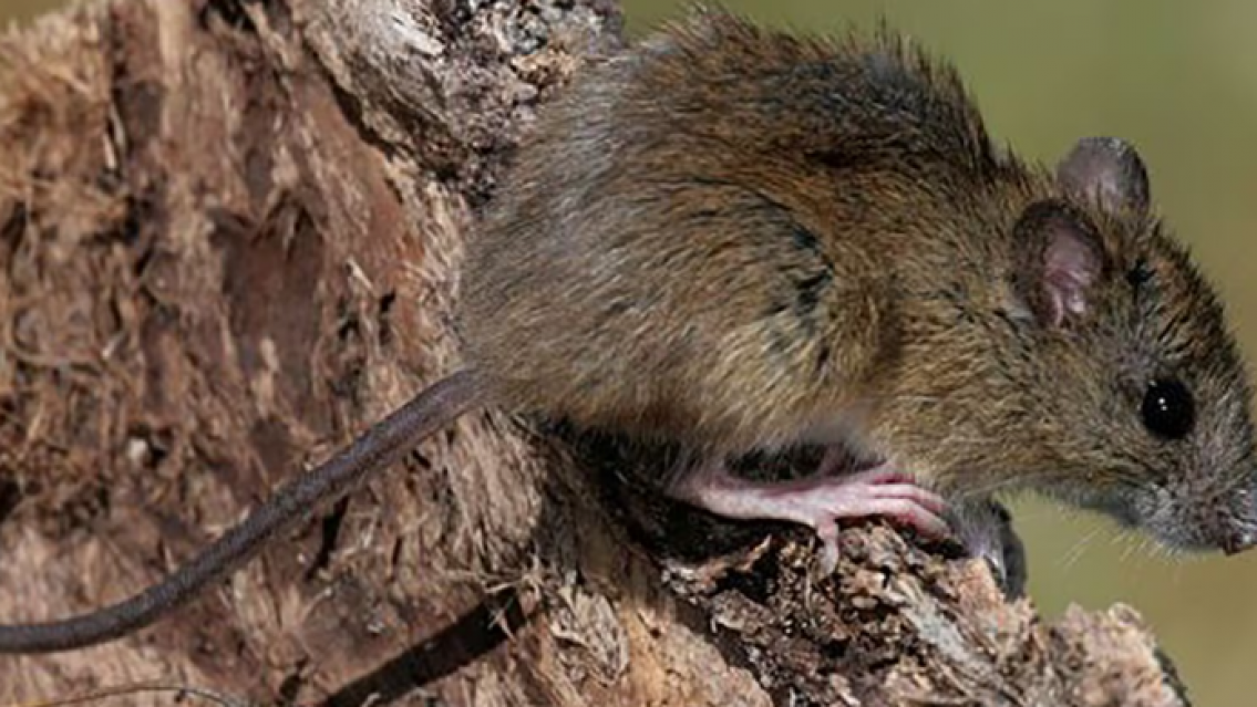 Alertan por un falso tratamiento contra el hantavirus que se volvi� viral en redes