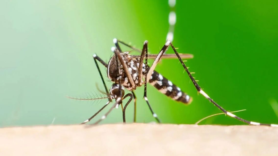 Chikungunya en Jujuy: ya confirmaron 119 casos y preocupa el avance en varias localidades