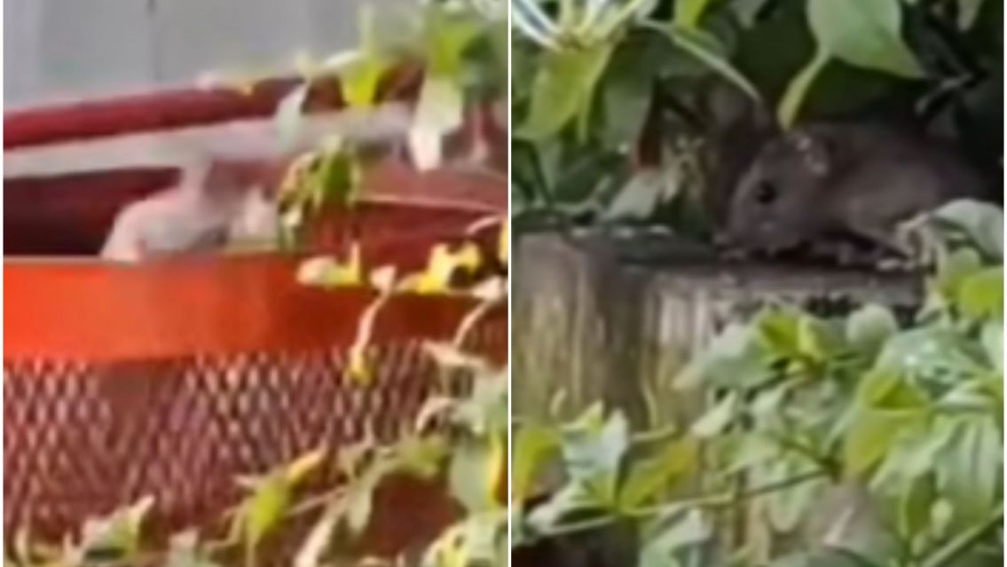 Preocupación en el Xibi Xibi: denuncian una invasión de ratas en pleno centro jujeño