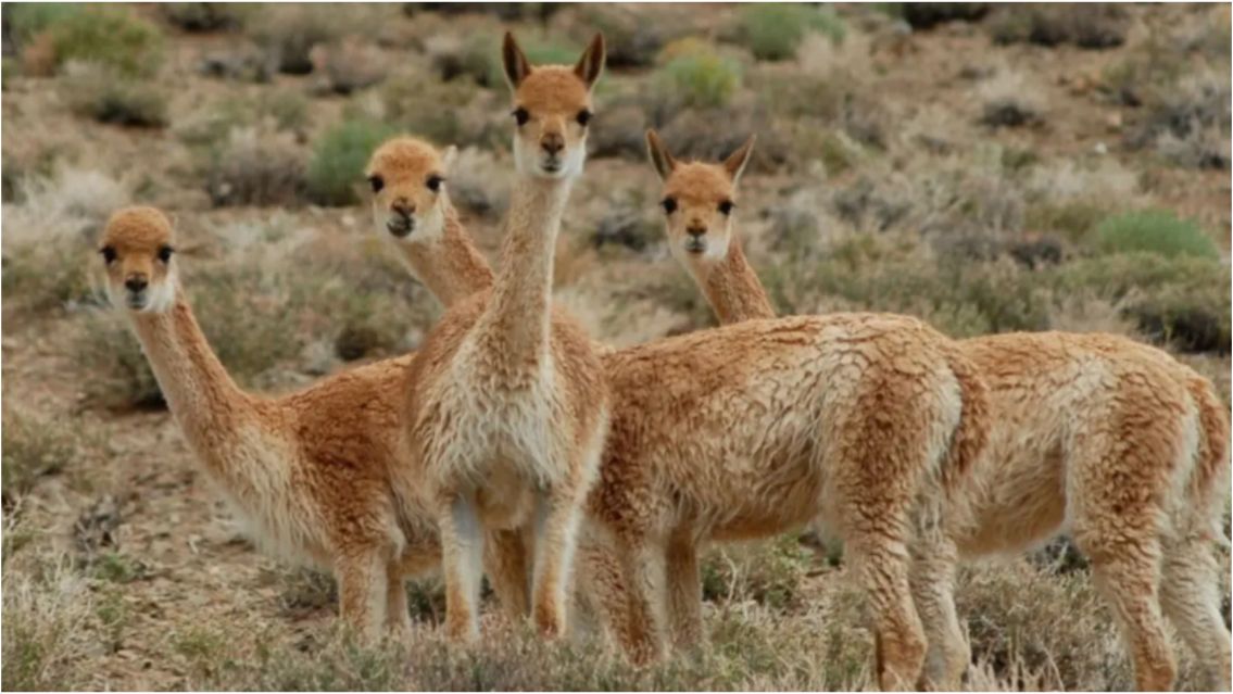 No tienen corazón: investigan otra brutal matanza de vicuñas en Jujuy