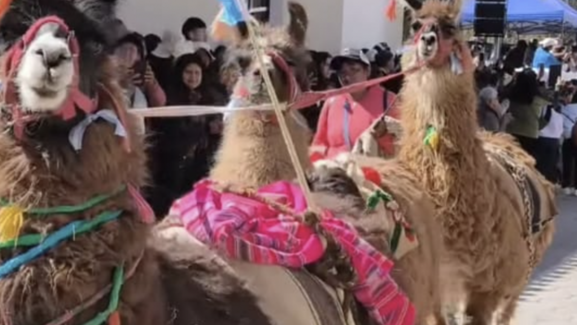 �Las llamitas m�s patriotas est�n en Jujuy! As� participaron del acto del 25 de Mayo