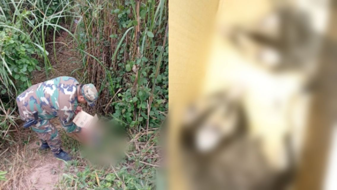 Tremendo susto en una escuela del norte: alumnos encontraron animales salvajes en la cocina
