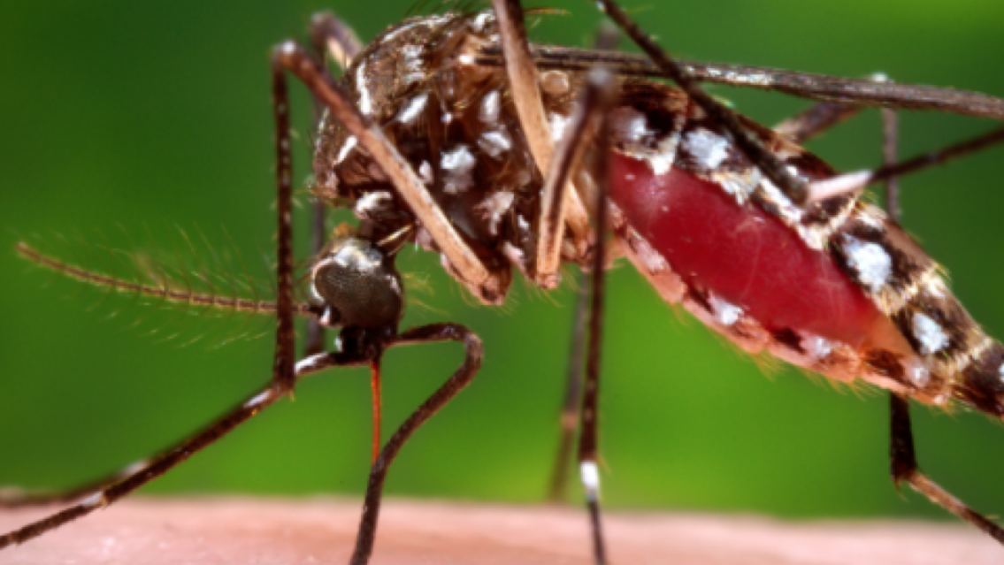 El fr�o fren� al mosquito y confirman 125 casos de chikungunya en Jujuy 