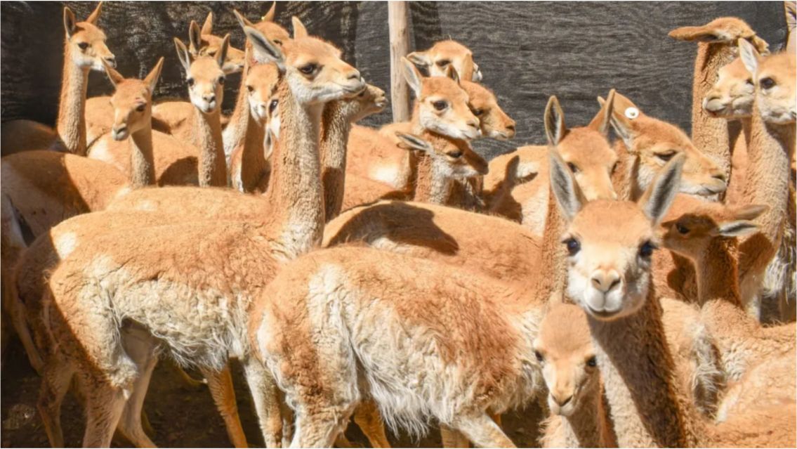 Cazaron 9 vicuñas y deberán pagar una multa millonaria en Jujuy
