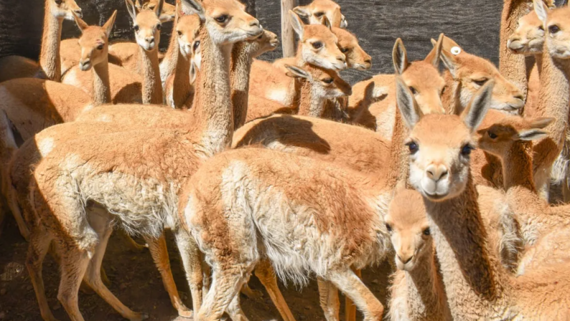 Histórica multa en Jujuy por la matanza de vicuñas: deberán pagar cerca de $89 millones cada uno