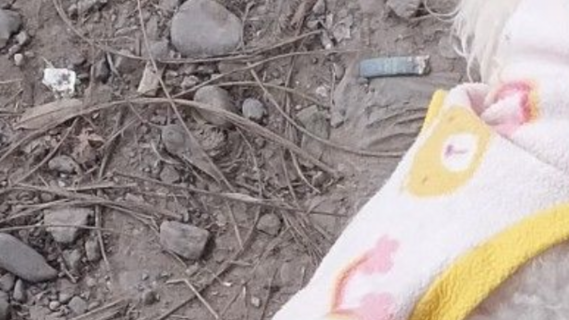 Alerta Jujuy: acaban de atropellar a un caniche perdido, "estaba recién bañado y con ropita"
