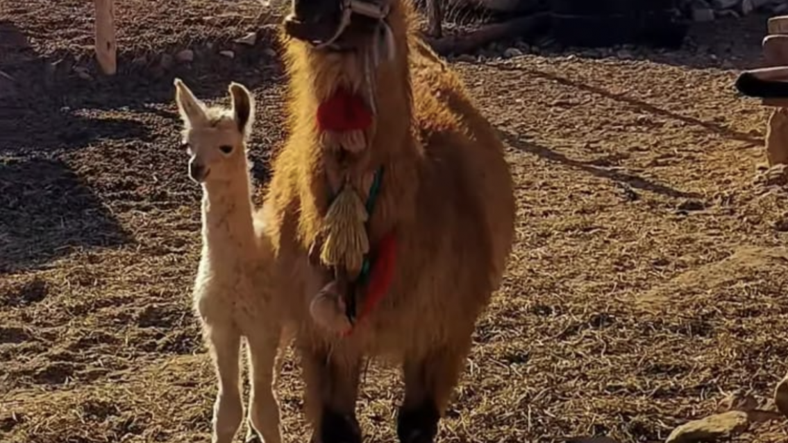 Lo m�s tierno que vas a ver hoy: la nueva llamita que naci� en Jujuy y enamora a todos