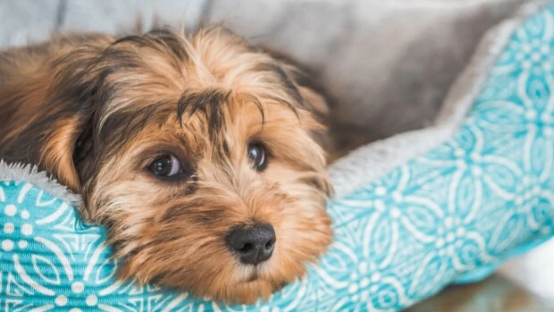 Permitido llorar: porqué tu perro te espera aunque sepa que vas a volver