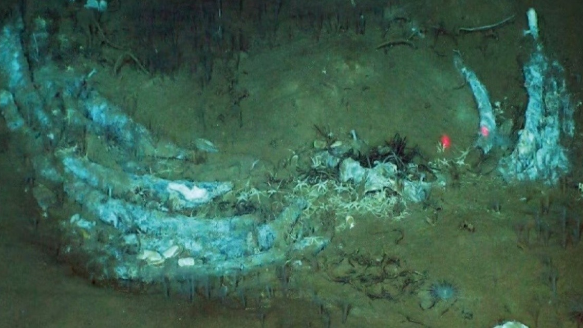 Impactante: descubrieron el mayor cementerio del planeta