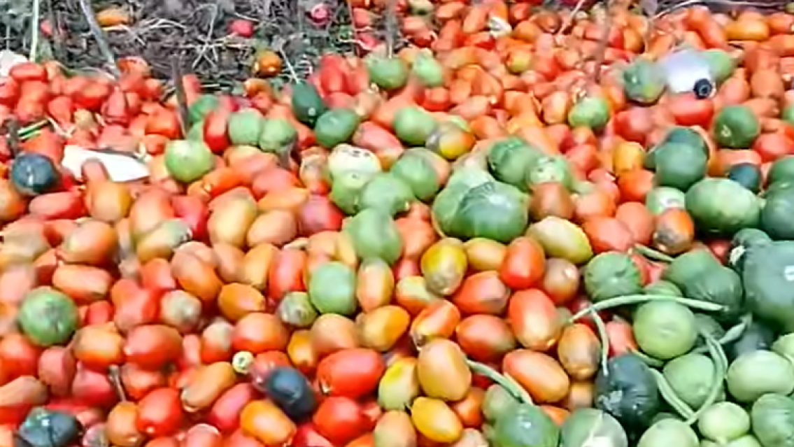 Tristes imágenes: por qué tiraron tanta comida a la basura en el interior de Jujuy