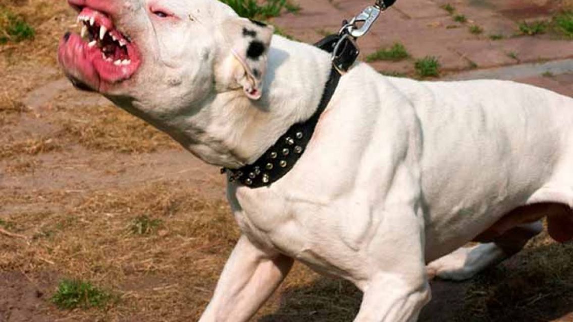 Juje�o fue internado por� un terrible ataque de un perro�