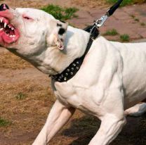 Jujeño fue internado por un terrible ataque de un perro