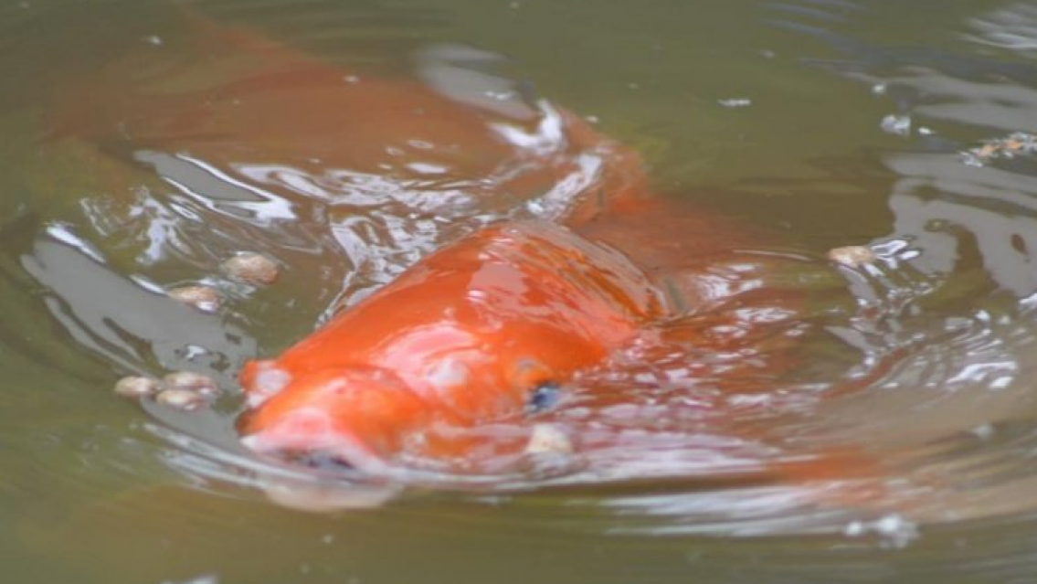 El Lago Popeye qued� 0km y los peces pudieron volver a vivir en el