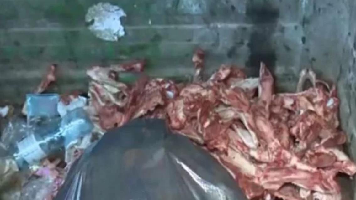 Hallan unos 30 esqueletos y cráneos de perros faenados en un contenedor