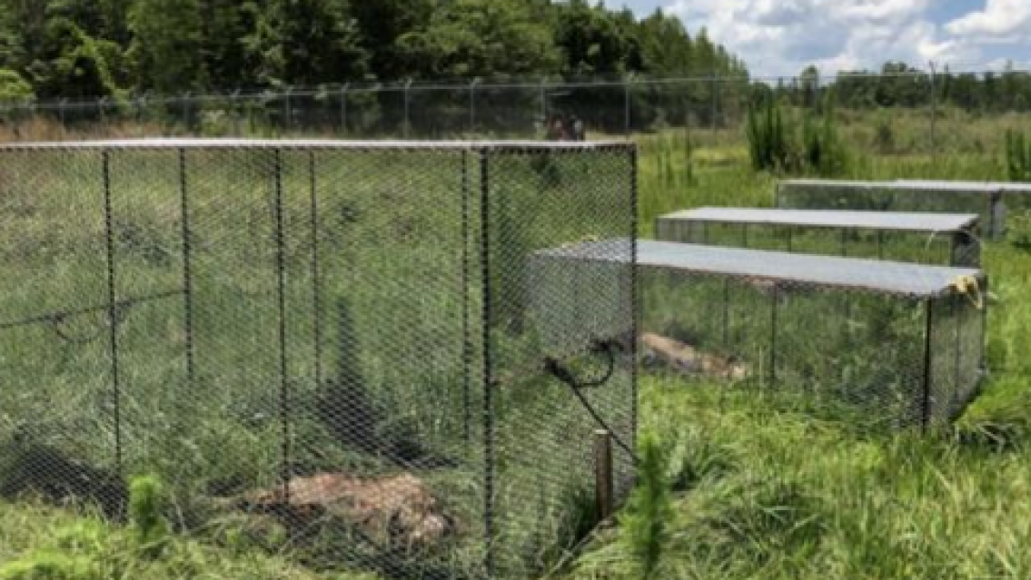 Abrieron las primeras granjas de cad�veres y estall� la pol�mica 