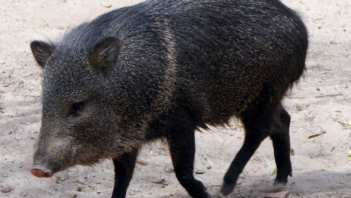 Recuperaron un chancho del monte que estaba en cautiverio