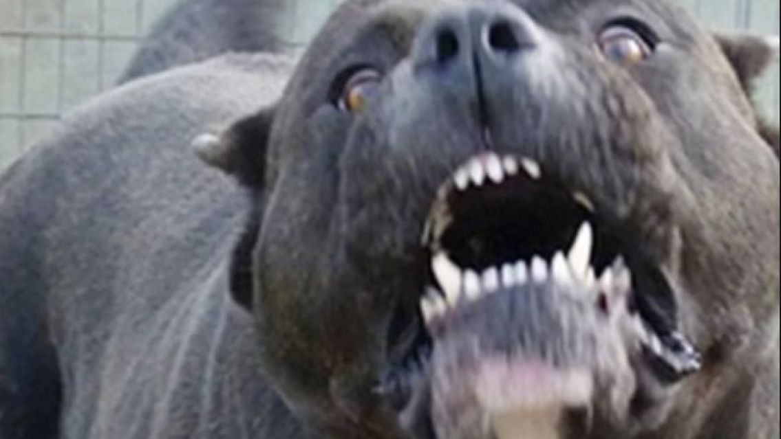 Escalofriantes detalles de la autopsia al cuerpo de la mujer trans atacada por pitbulls