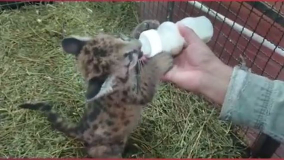 Encontraron un pumita bebé en Jujuy