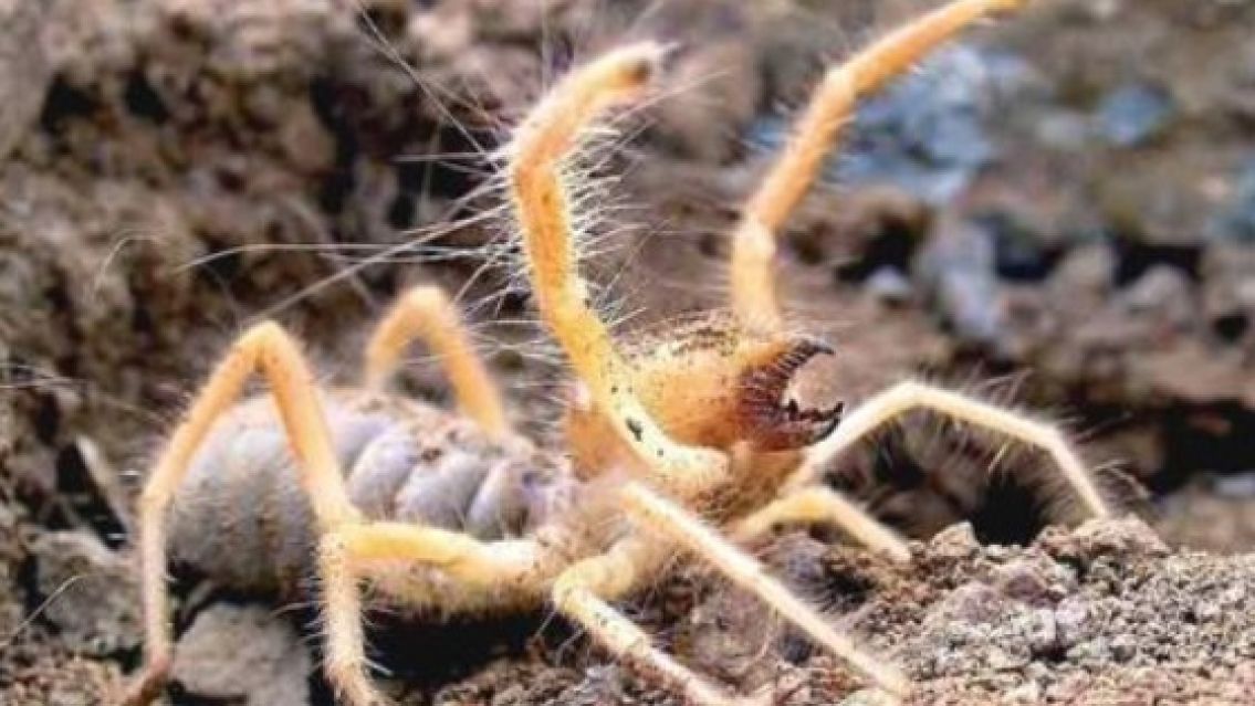 Descubren una nueva especie de araña en Santiago del Estero
