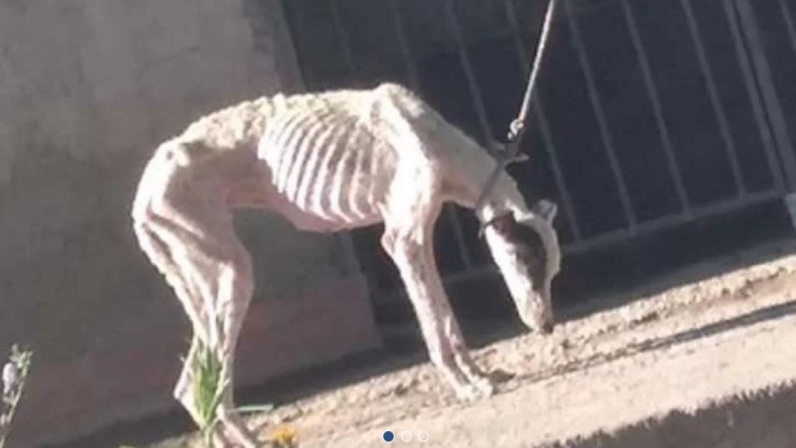 Fueron a rescatar a un galgo maltratado y encontraron cuatro: uno murió